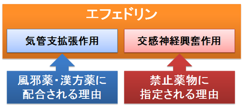 エフェドリンの気管支拡張作用と交感神経興奮作用