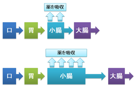 小腸での薬の吸収