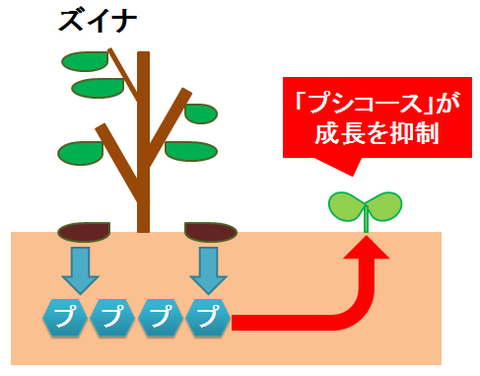 プシコースとズイナ