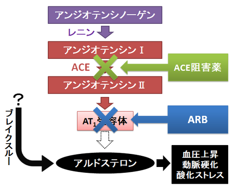 アルドステロンブレイクスルー