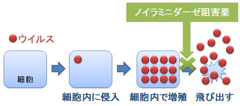 ノイラミニダーゼ阻害薬の作用点