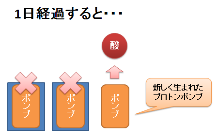 プロトンポンプの再生２