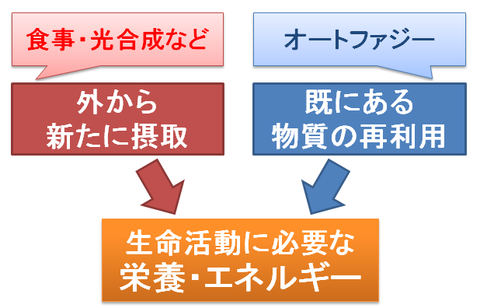 オートファジー～外からの摂取と既にある物質の再利用