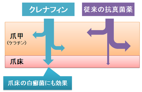 クレナフィンとケラチン親和性