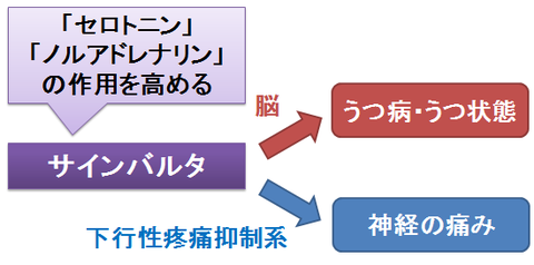 サインバルタの下行性疼痛抑制系への作用