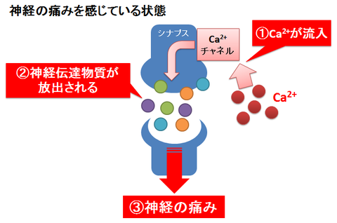 リリカの作用機序1～神経の痛みを感じている状態