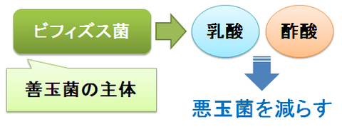 ビフィズス菌の作用