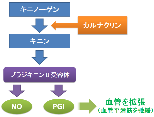 カルナクリン ってどんな薬 めまいや耳鳴りに対する作用機序と アデホスコーワ との違い お薬q A Fizz Drug Information