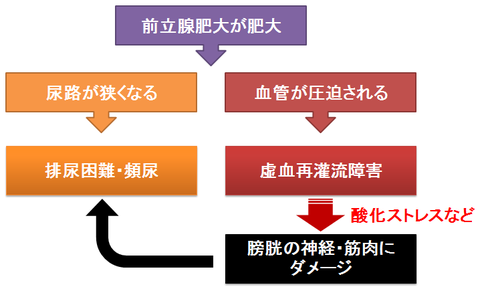 前立腺肥大の虚血再灌流障害