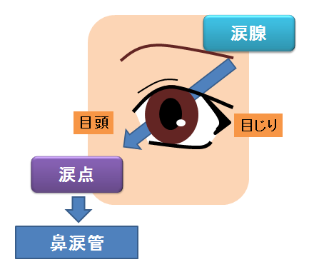 涙点と涙腺