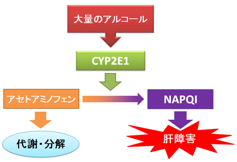 アセトアミノフェンとお酒～NAPQIの肝毒性