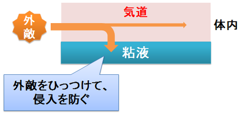 気道粘液の役割