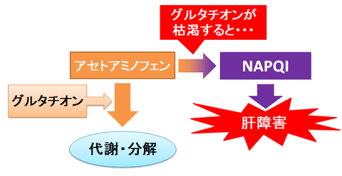 アセトアミノフェンの分解とグルタチオン