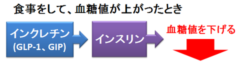 DPP-4の作用～インクレチン