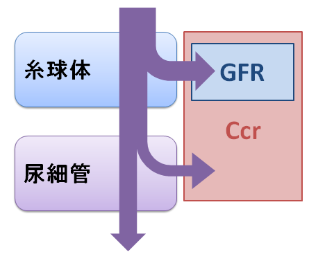 CcrとGFR