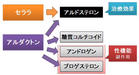 セララとアルダクトン～受容体への親和性