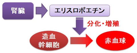 エリスロポエチンと腎臓