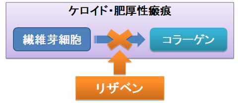 リザベンの作用～ケロイド、肥厚性瘢痕