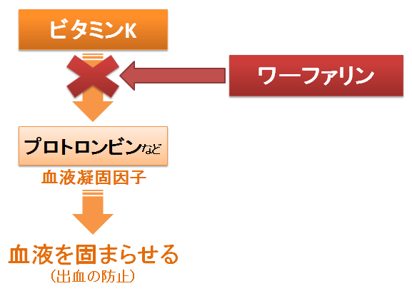 ワーファリン 服用中に納豆がダメなのは何故 ビタミンkの作用と 新薬との違い グレープフルーツやネバネバ食品に対する誤解 お薬q A Fizz Drug Information