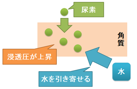 パスタロン～尿素の保湿効果