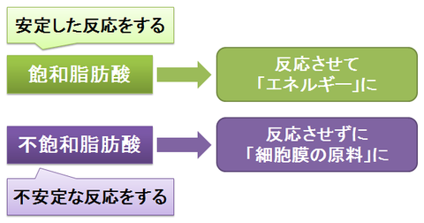 飽和脂肪酸と不飽和脂肪酸～利用方法の違い