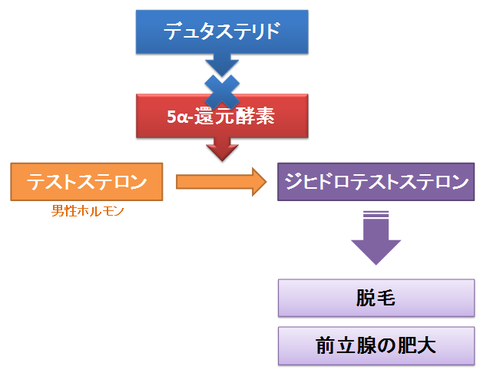 テストステロンとデュタステリド