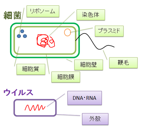 細菌とウイルス５～構造