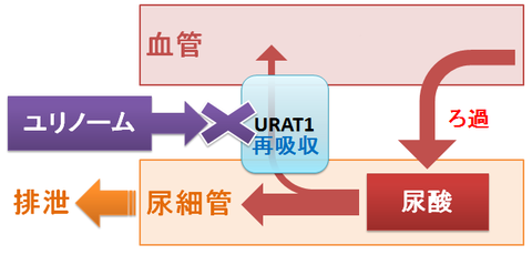 ユリノーム～尿酸排泄促進薬