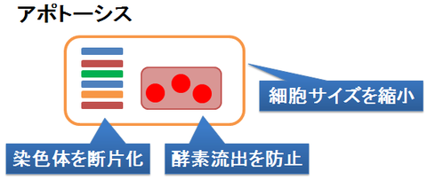 アポトーシス