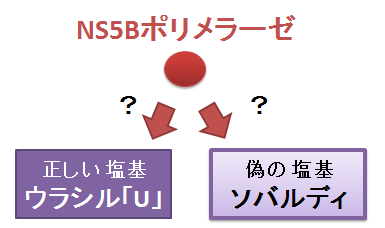 ソバルディとNS5Bポリメラーゼ