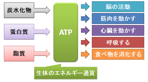 ATP～生体のエネルギー通貨