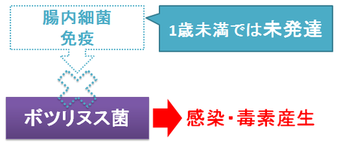 ボツリヌスと腸内細菌～1歳未満