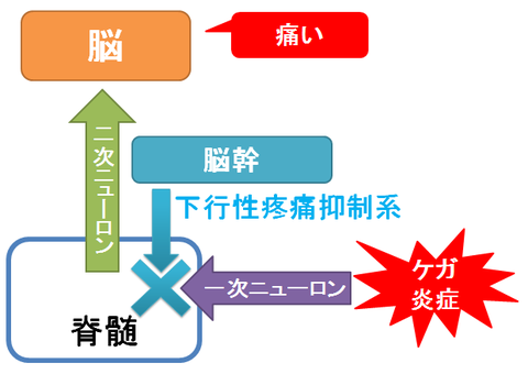 ノイロトロピン～下行性疼痛抑制系