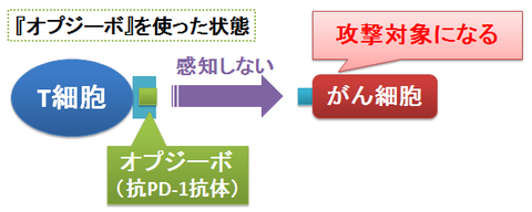 オプジーボ2～PD-1抗体としての作用機序