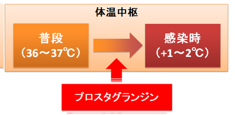 プロスタグランジンと発熱2