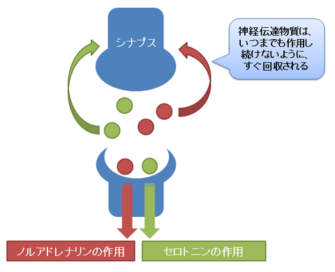 リフレックス１～シナプスの回収機構