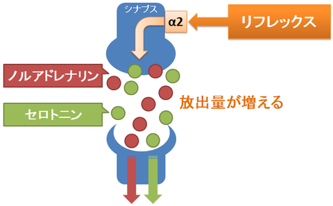 リフレックス２～前シナプスα２