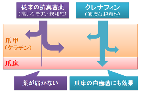 クレナフィン～ケラチン親和性