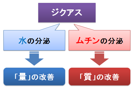 ジクアス～水とムチンの分泌