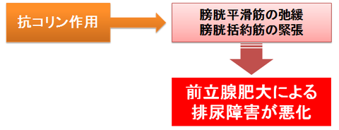 抗コリン作用と前立腺肥大