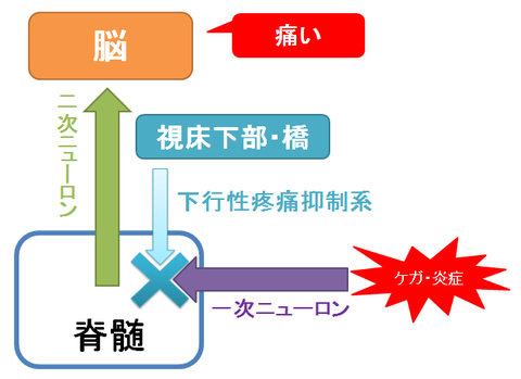 下行性疼痛抑制系とは