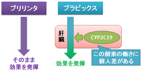 ブリリンタとプラビックス～代謝活性の有無