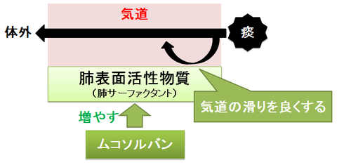 ムコソルバン～肺サーファクタントと去痰