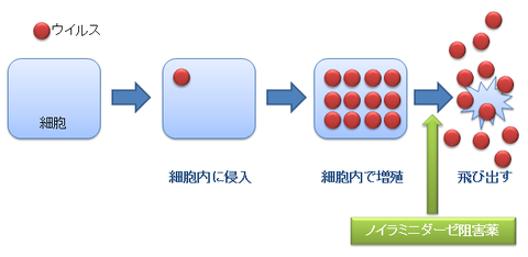 ノイラミニダーゼ阻害薬の作用点