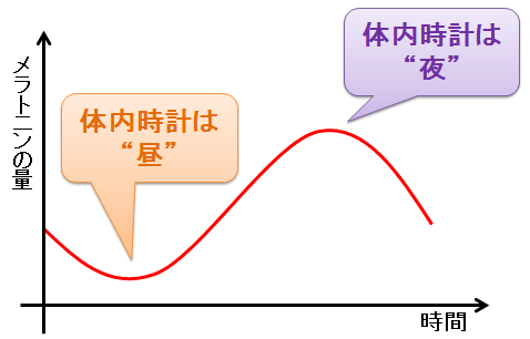 メラトニンと体内時計