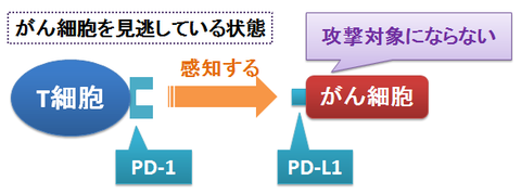 オプジーボ1～PD-1抗体としての作用機序